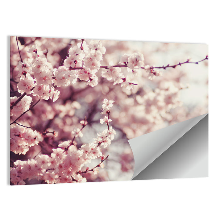 Pink Cherry Blossom Close-up Wall Art as a poster print