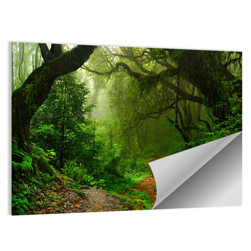 Misty Forest Trail in Nepal Wall Art