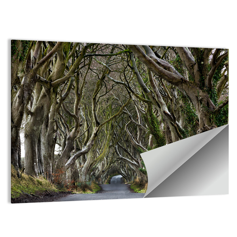 Dark Hedges Pathway Wall Art