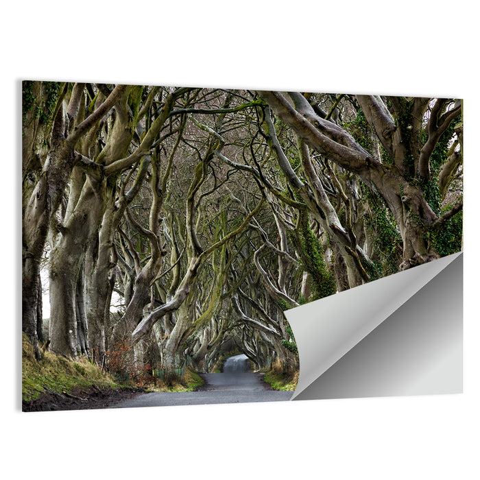 Dark Hedges Tree Tunnel Wall Art as a poster print