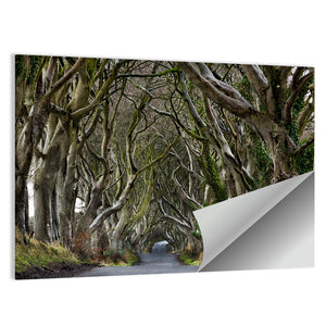 Dark Hedges Pathway Wall Art