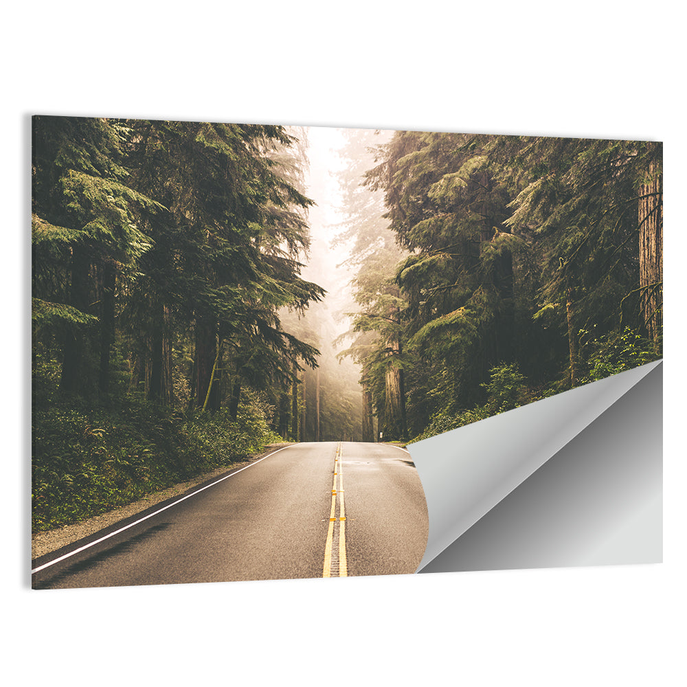 Redwood Highway In Northern California Wall Art