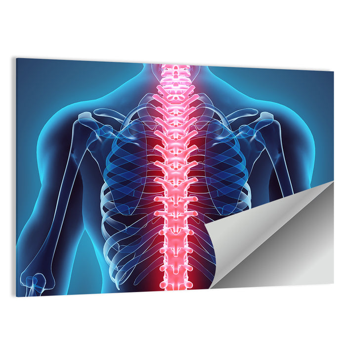 Human Spine Anatomy Illustration Wall Art as a poster print