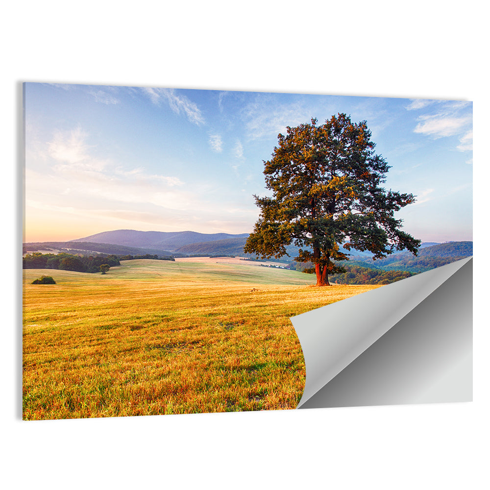 Golden Hour Meadow with Lone Tree Wall Art