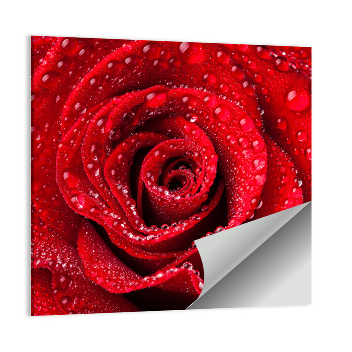 Dew-kissed Red Rose Closeup Wall Art as a poster print