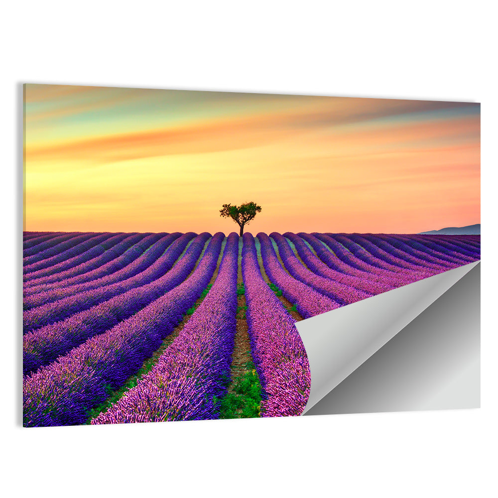 Lavender Flowers Blooming Field Wall Art