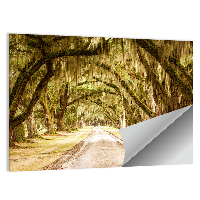 Oak Pathway Under Spanish Moss Wall Art as a poster print