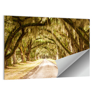 Pathway Under Deep Spanish Moss Wall Art