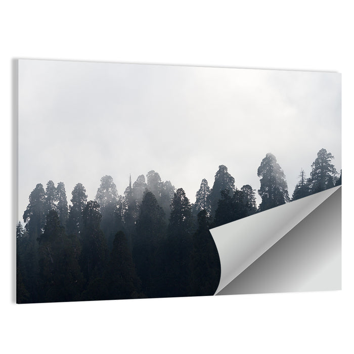 Redwood Forest in Mist Wall Art as a poster print