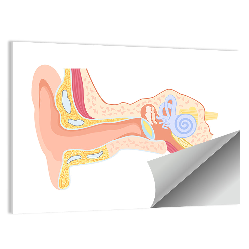 Human Ear Cross-section Diagram Wall Art