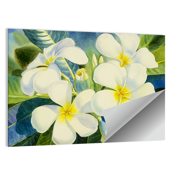 White Plumeria Watercolor Study Wall Art as a poster print
