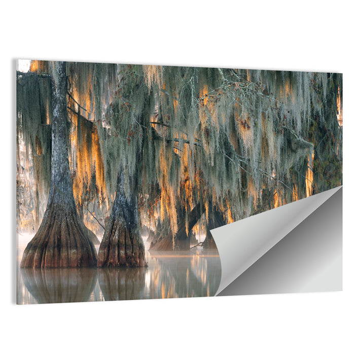 Bald Cypress Trees with Spanish Moss Wall Art as a poster print