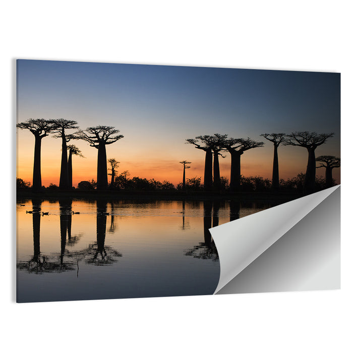 Avenue of the Baobabs at Sunrise Wall Art as a poster print
