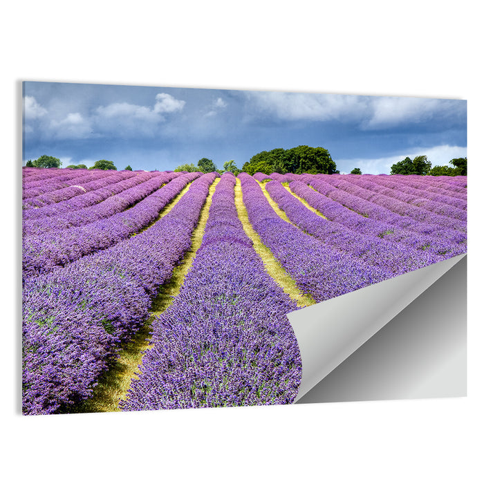 Banstead Lavender Field Wall Art as a poster print