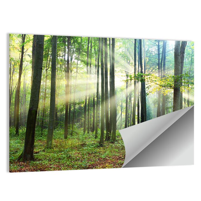 Morning Light in the Forest Wall Art as a poster print