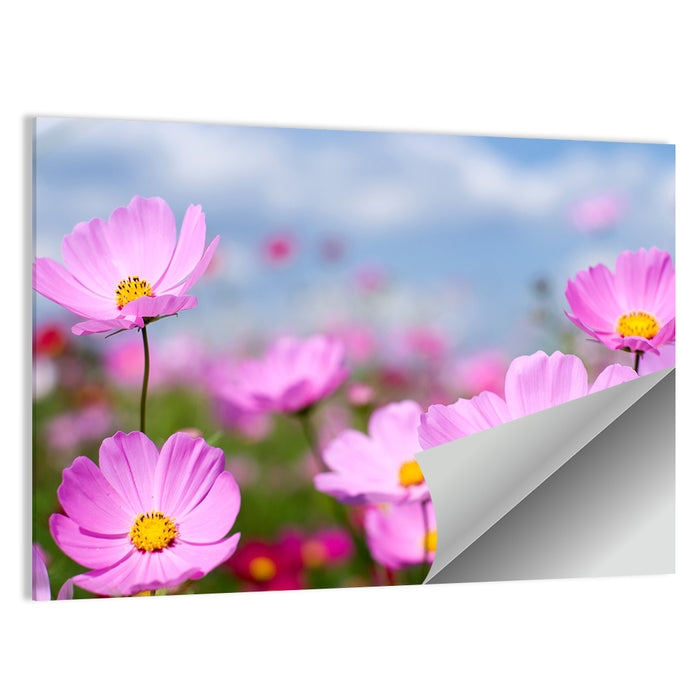 Pink Cosmos Meadow Under Blue Sky Wall Art as a poster print