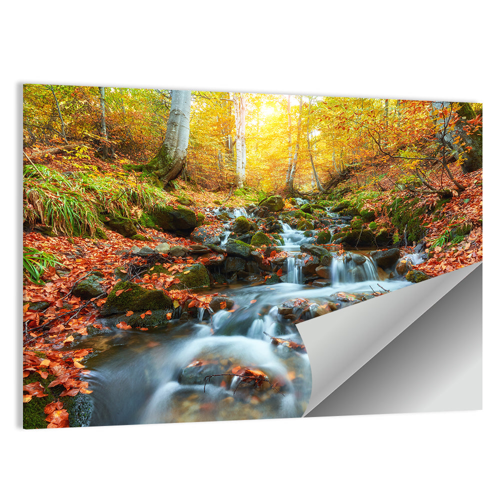 Backlit Autumn Forest Stream Wall Art