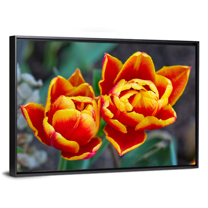 Red Tulips Close-up Wall Art as a framed canvas