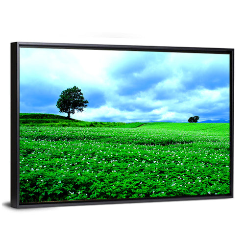 Biei Hill with Lone Tree, Hokkaido Wall Art