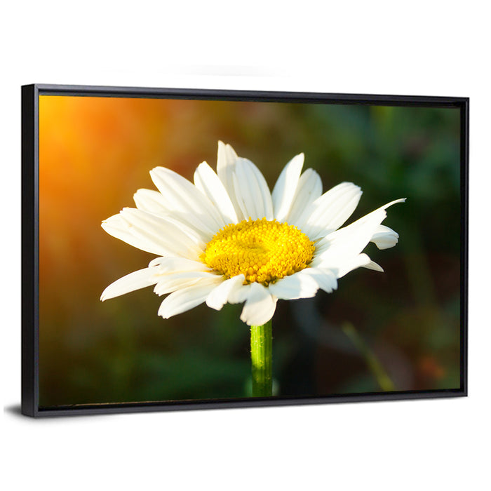 Single Daisy at Sunset Wall Art as a framed canvas