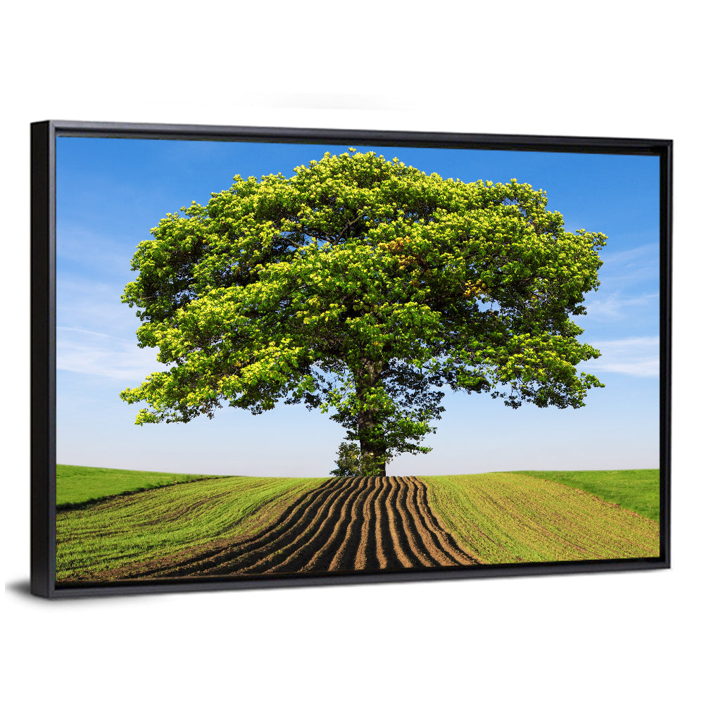 Solitary Tree on Plowed Hill Wall Art