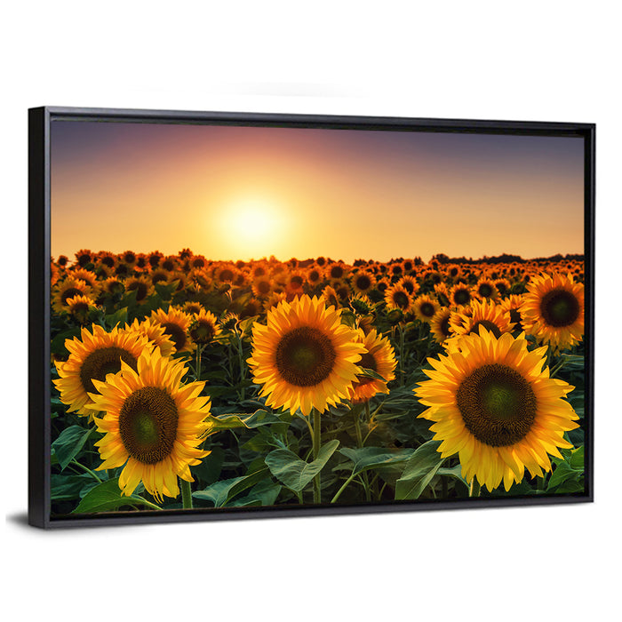 Sunflower Field at Sunset Wall Art as a framed canvas