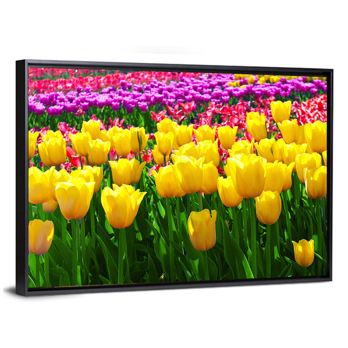 Yellow Tulips in Bloom Wall Art as a framed canvas