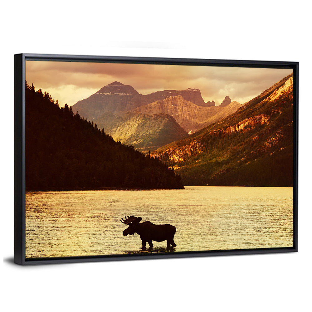 Waterton Lakes Moose at Golden Dusk Wall Art