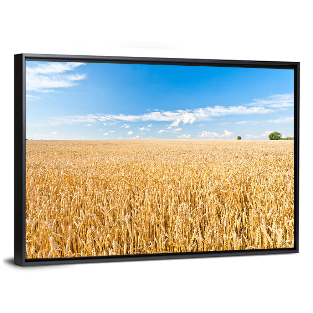 Golden Wheat Field with Blue Sky Wall Art