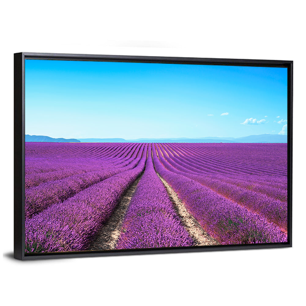 Lavender Flower Fields Wall Art