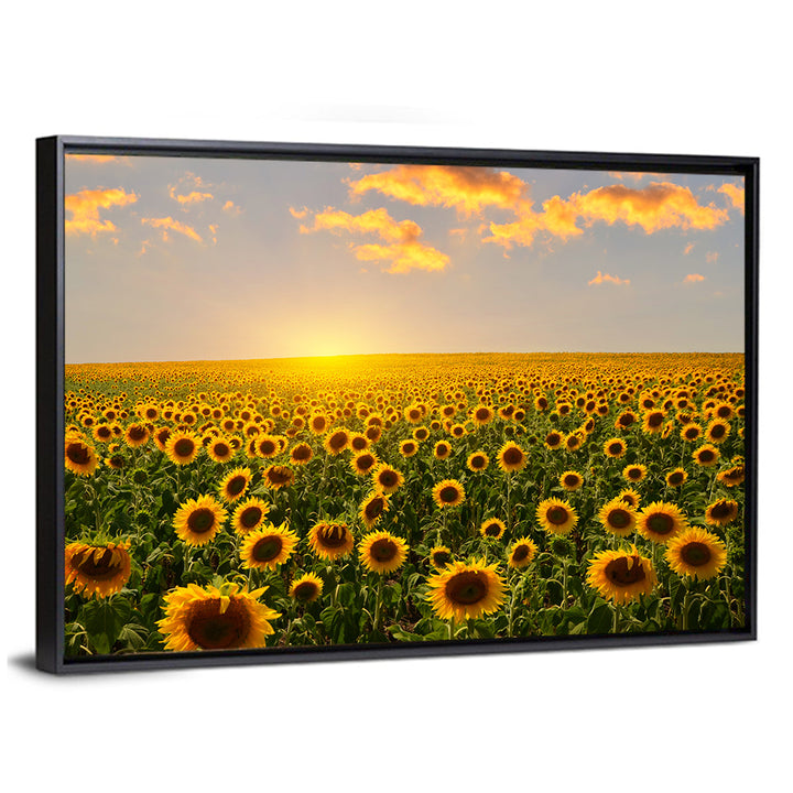 Sunflower Field at Sunset Wall Art