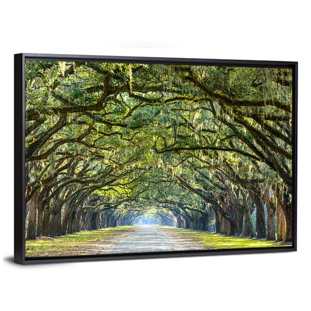 Spanish Moss Oak Alley Wall Art