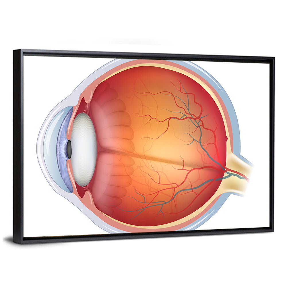 Anatomical Eye Cross-section Wall Art