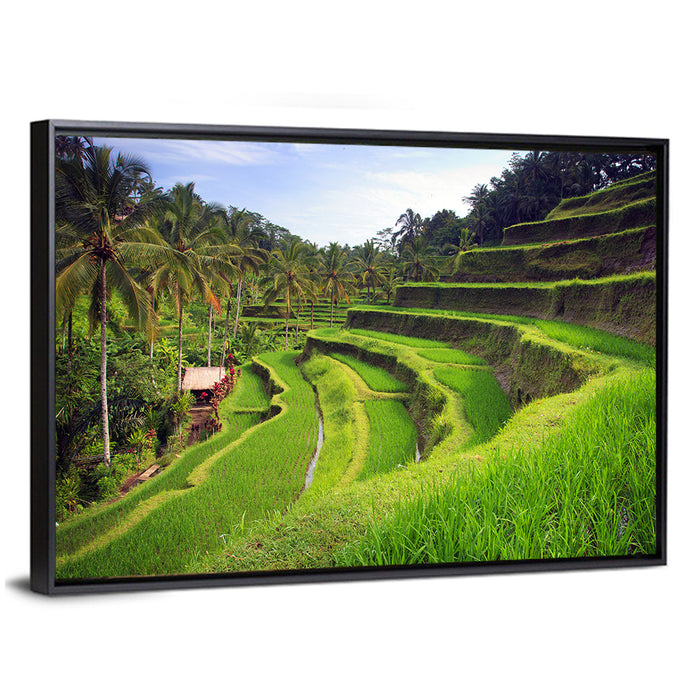 Tegallalang Rice Terraces Wall Art as a framed canvas