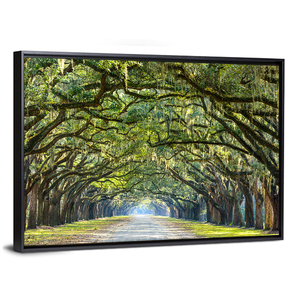 Wormsloe Plantation Oak Tunnel Wall Art