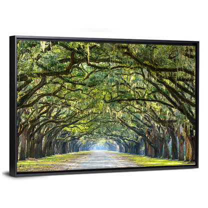 Historic Wormsloe Plantation In Savannah Wall Art