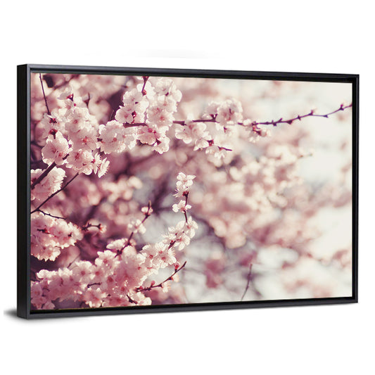 Spring Cherry Blossoms Wall Art