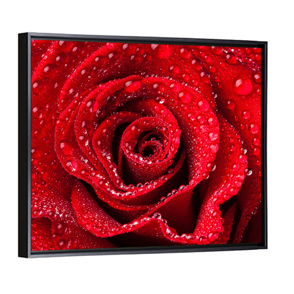 Dew-kissed Red Rose Closeup Wall Art