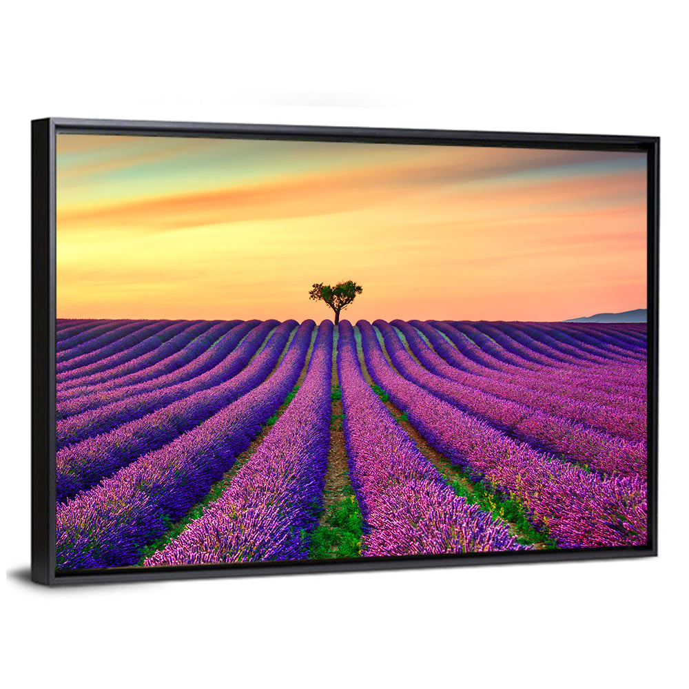Lavender Field with Solitary Tree Wall Art