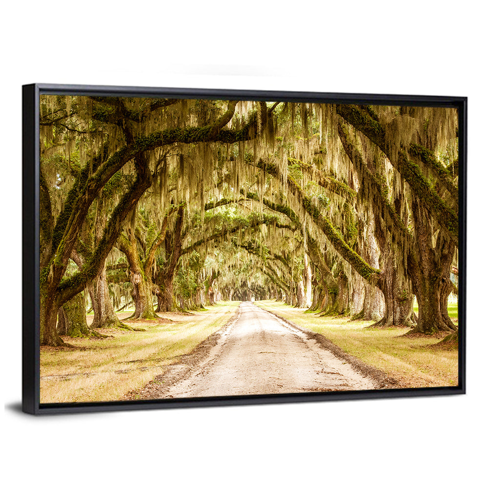Oak Pathway Under Spanish Moss Wall Art