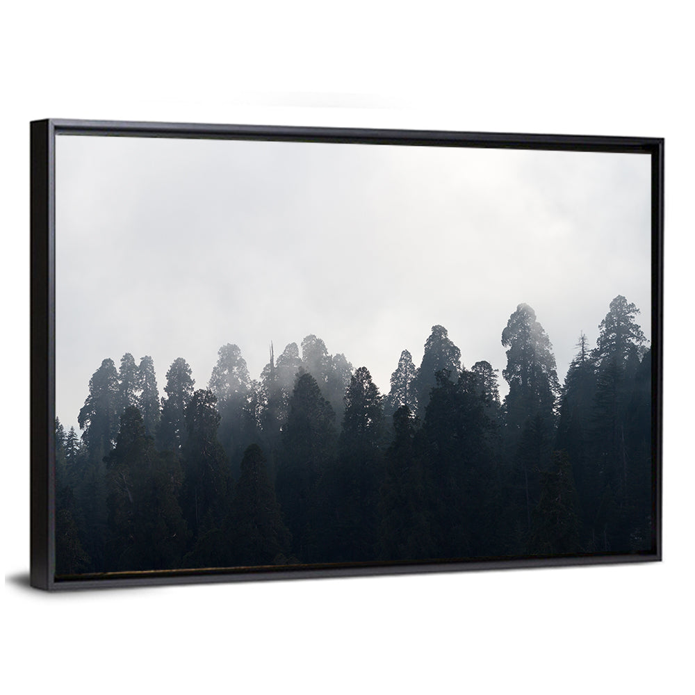 Redwood Forest in Mist Wall Art