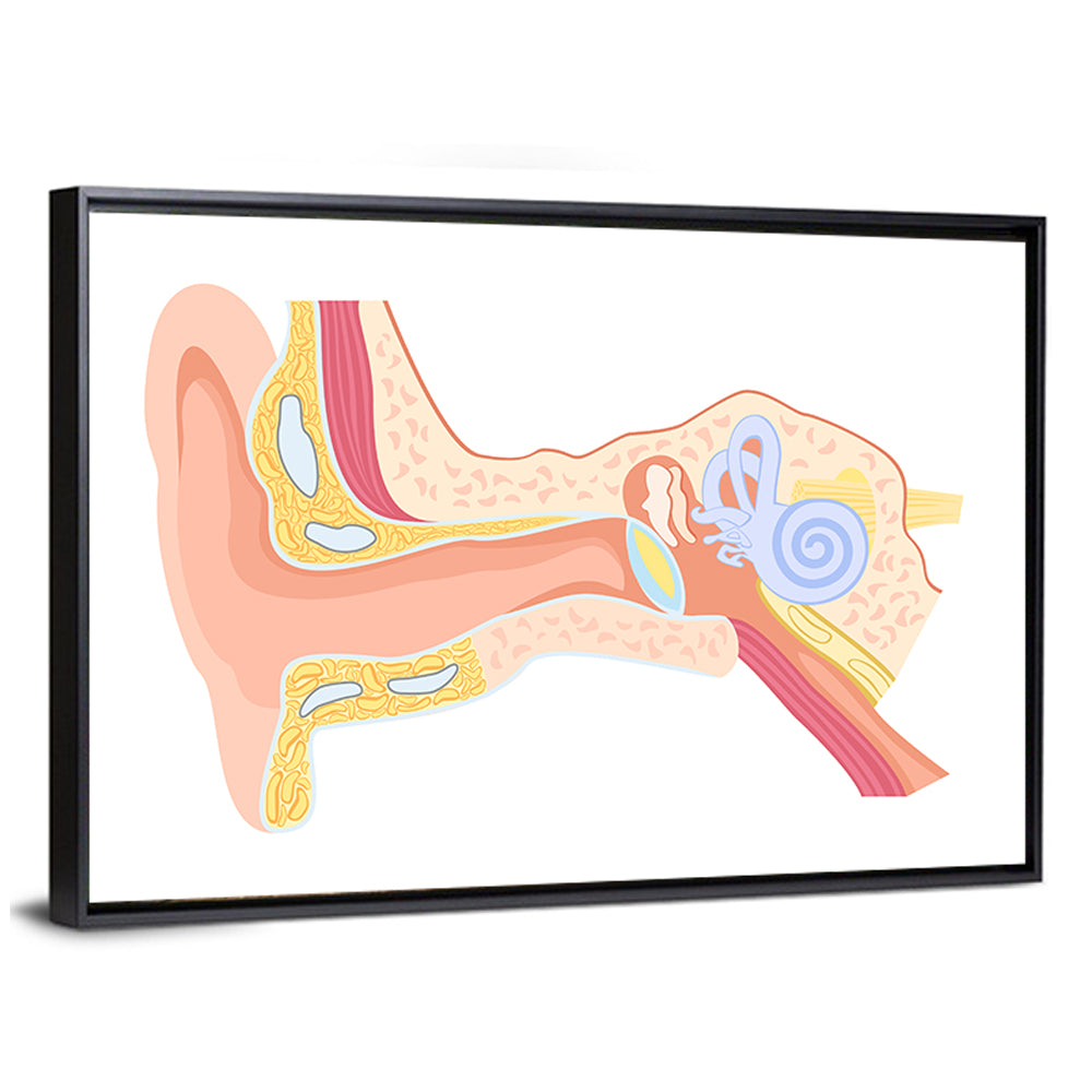 Human Ear Cross-section Diagram Wall Art