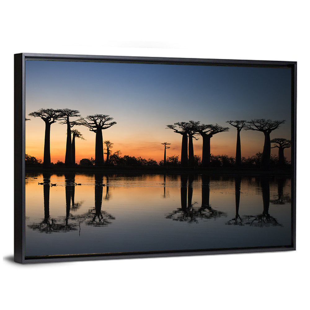 Avenue of the Baobabs at Sunrise Wall Art