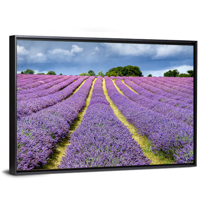 Banstead Lavender Field Wall Art as a framed canvas