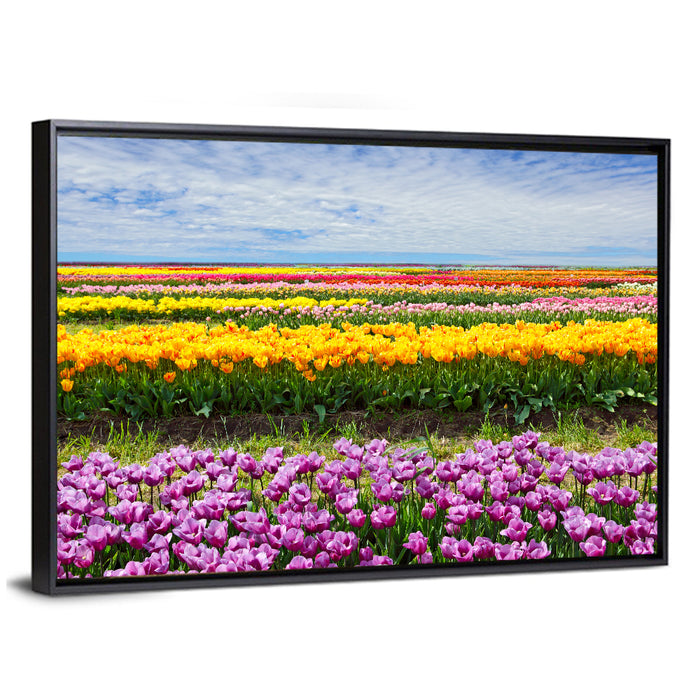 Rows of Colorful Tulip Fields Wall Art as a framed canvas