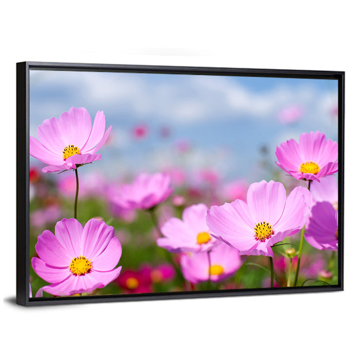Pink Cosmos Meadow Under Blue Sky Wall Art as a framed canvas