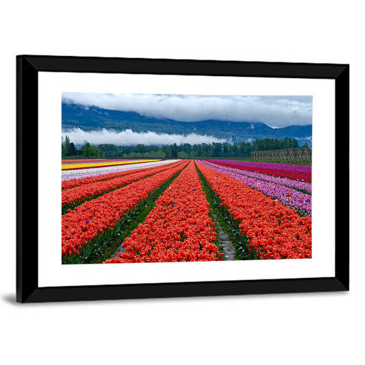 Tulip Festival In Chilliwack Wall Art