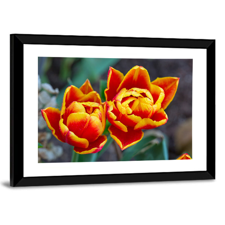 Red Tulips Close-up Wall Art