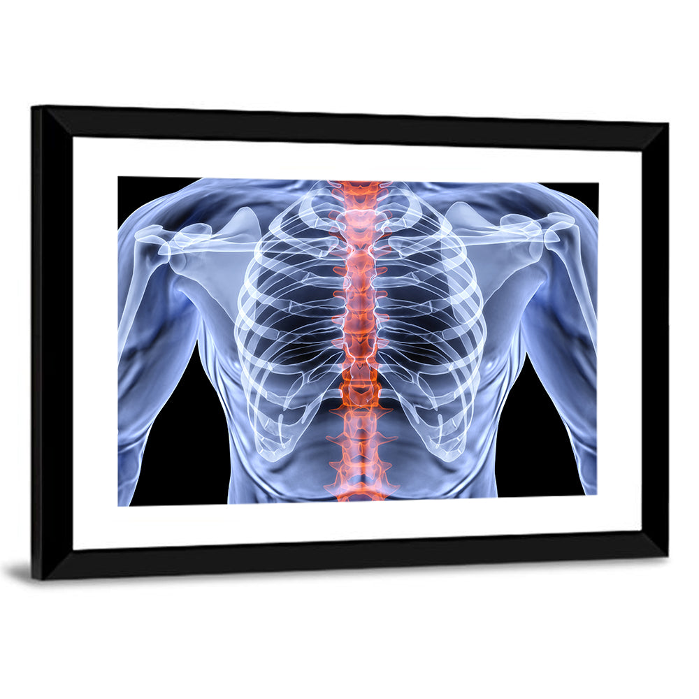 Male Spine X-ray Illustration Wall Art