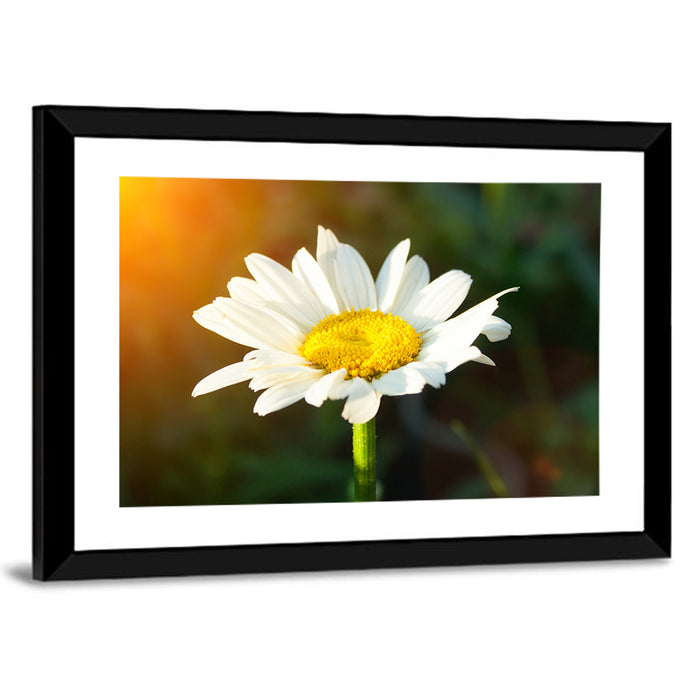 Single Daisy at Sunset Wall Art as a framed print